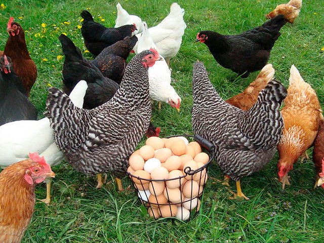 Содержание кур и уход за ними | ЗооТом - продажа, вязка и услуги для животных в Приволжске