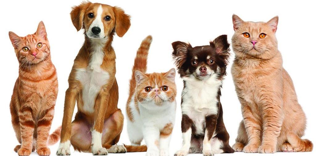 Доска объявлений о животных | ЗооТом - продажа, вязка и услуги для животных в Приволжске