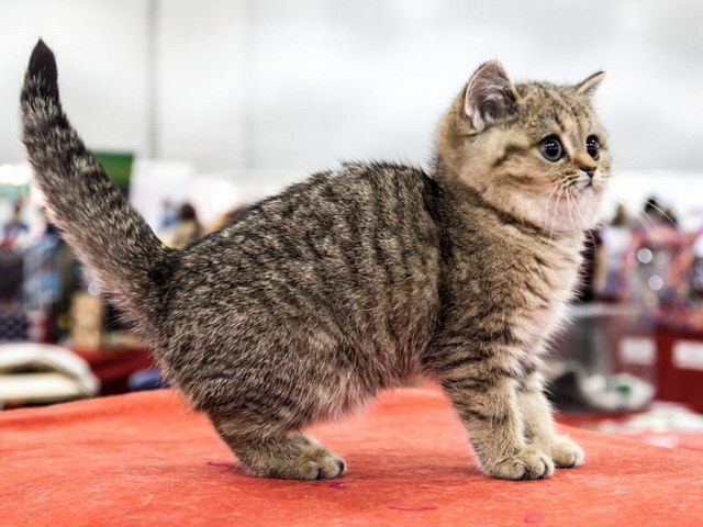 Породы кошек в Приволжске | ЗооТом портал о животных