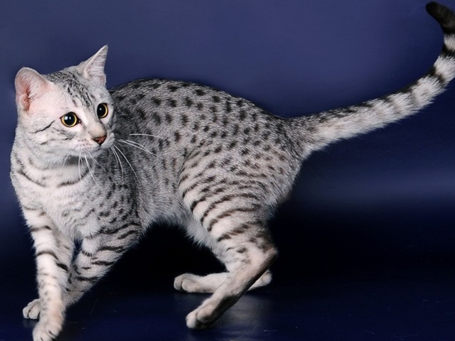Породы кошек в Приволжске | ЗооТом портал о животных