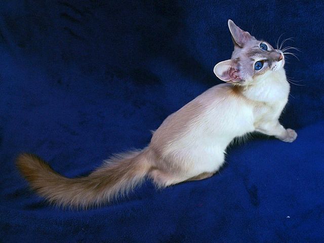 Выведенные породы кошек в Приволжске | ЗооТом портал о животных