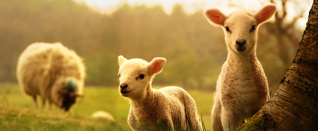 Объявления о сельскохозяйственных животных | ЗооТом - продажа, вязка и услуги для животных в Приволжске