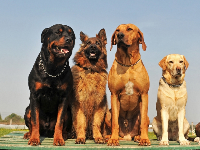 Крупные породы собак в Приволжске | ЗооТом портал о животных
